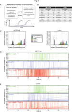 Simulating and predicting cellular and in vivo responses of colon cancer to combined treatment with chemotherapy and IAP antagonist Birinapant/TL32711